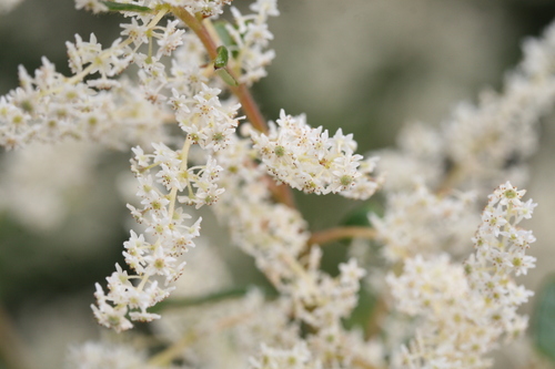 Karri hazel (Trymalium odoratissimum)