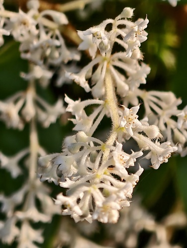 Trymalium venustum (Trymalium venustum)