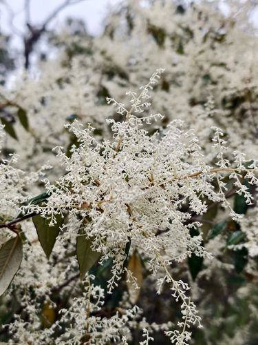 Trymalium venustum (Trymalium venustum)