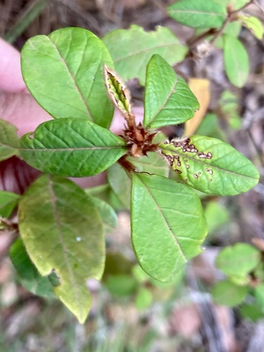 Trymalium venustum (Trymalium venustum)