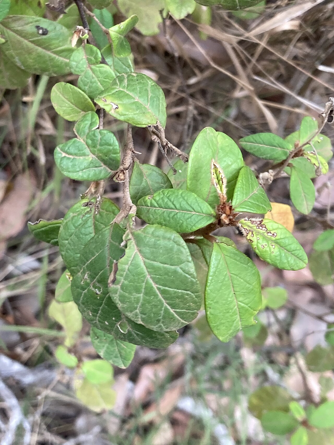 Trymalium venustum: Trymalium venustum. Species of plant.