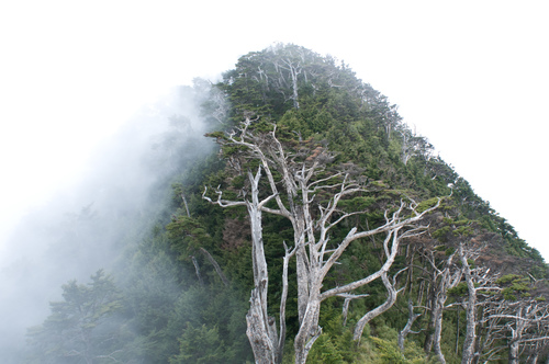 Chinese hemlock (Tsuga chinensis)