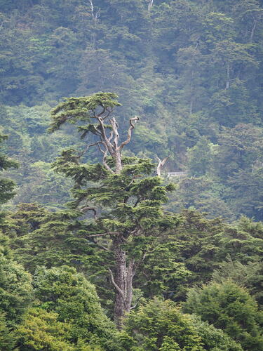 Chinese hemlock (Tsuga chinensis)