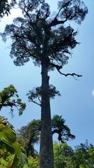 Chinese hemlock (Tsuga chinensis)