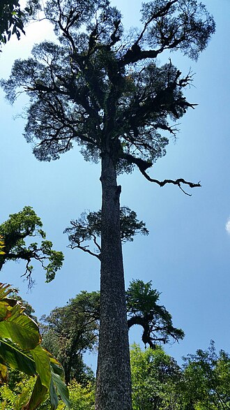 Chinese hemlock: Chinese Hemlock Tsuga chinensis , Bát Xát District, Lao Cai, Vietnam