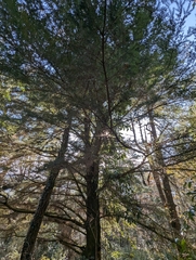 Chinese hemlock (Tsuga chinensis)