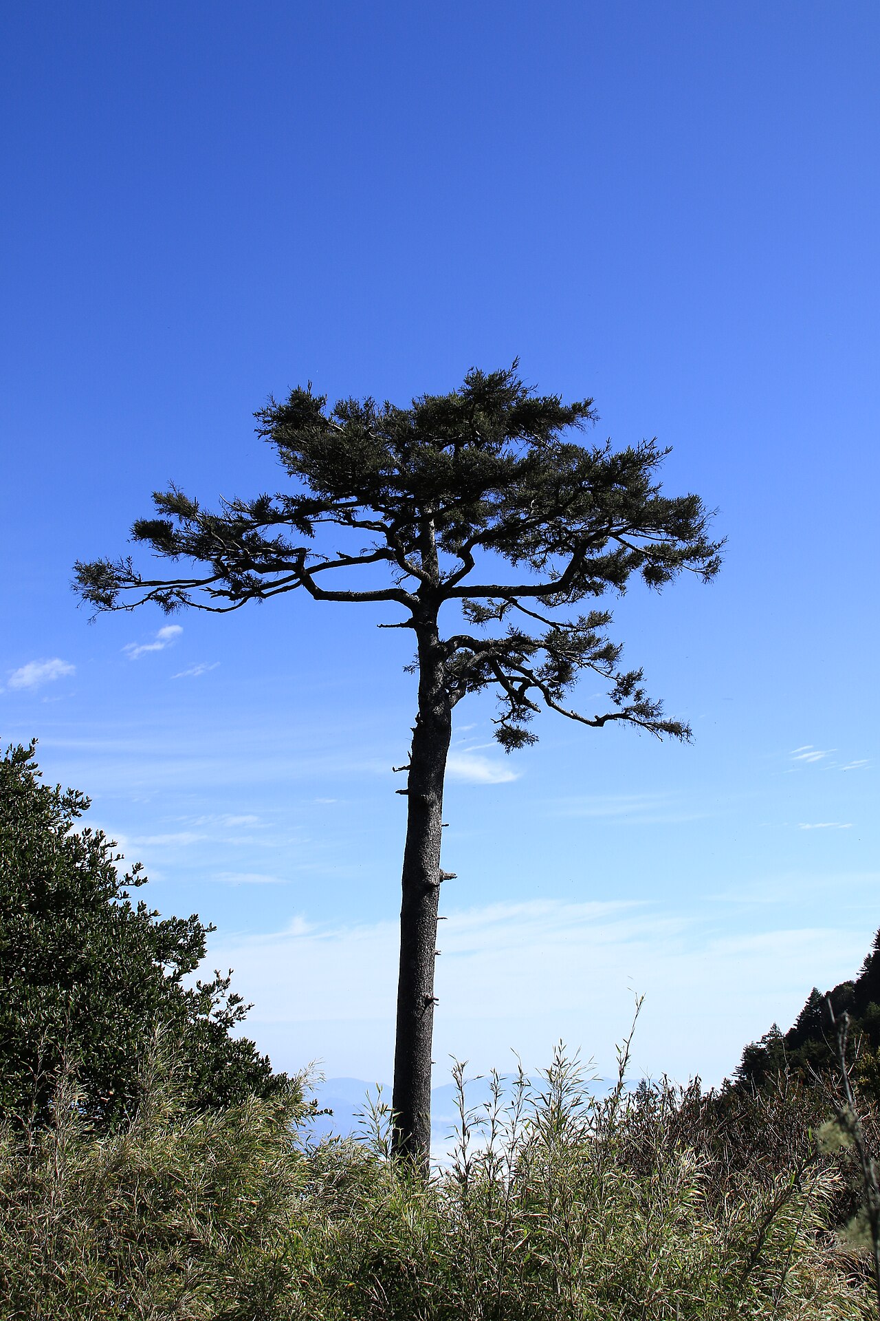 Chinese hemlock: {| cellspacing="0" style="min-width:300px; max-width:500px; text-align:left; color:inherit; background:var(--background-color-neutral,#ddd); border:1px solid va
