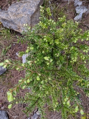 Chinese hemlock (Tsuga chinensis)
