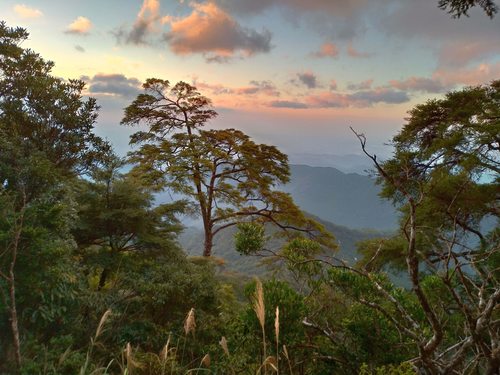 Chinese hemlock (Tsuga chinensis)