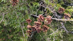 Chinese hemlock (Tsuga chinensis)
