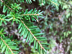 Chinese hemlock (Tsuga chinensis)