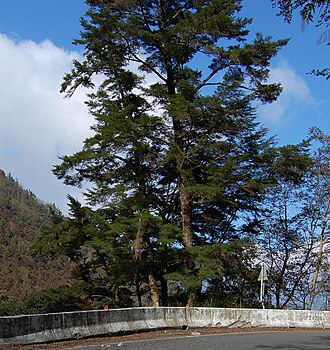 Chinese hemlock: Tsuga chinensis var. formosana , Taiwan South Cross-Island Highway