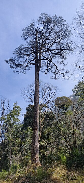 Himalayan hemlock: Himalayan hemlock