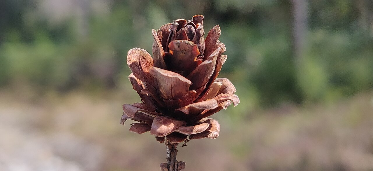 Himalayan hemlock: Himalayan hemlock