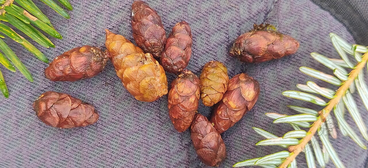 Himalayan hemlock: Himalayan hemlock