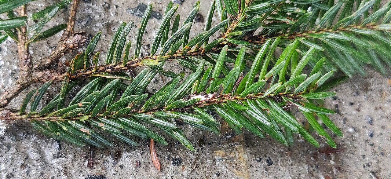 Himalayan hemlock: Himalayan hemlock
