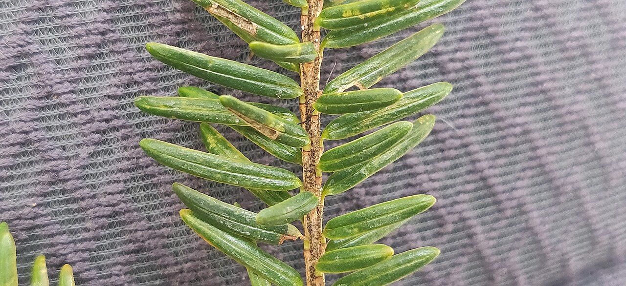 Himalayan hemlock: Himalayan hemlock