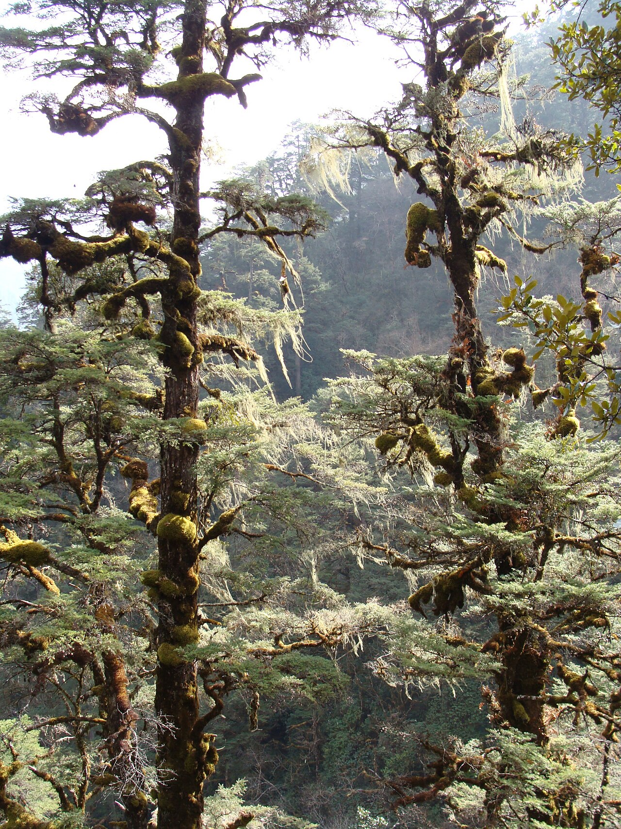 Himalayan hemlock: Tsuga dumosa , Bhutan