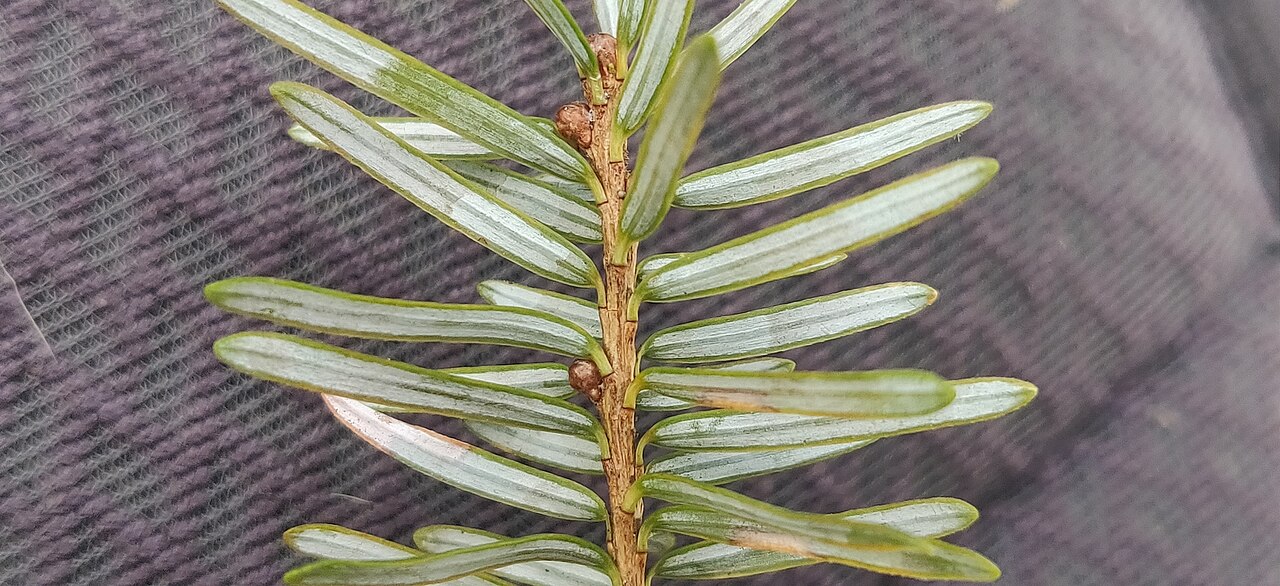Himalayan hemlock: Himalayan hemlock