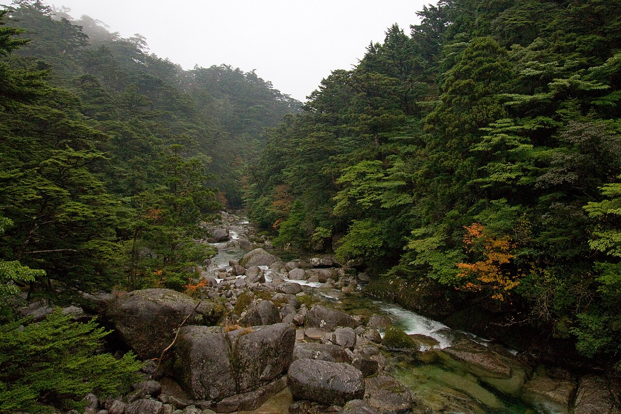 Southern Japanese hemlock: 屋久島のヤクスギ・ツガの混合林