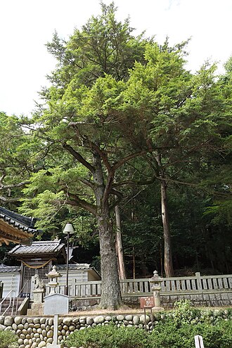 Southern Japanese hemlock: 八柱神社のツガ(豊田市御船町、2019年(令和元年)8月)