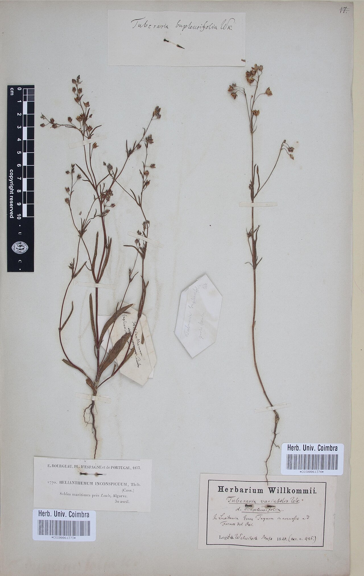 Tuberaria bupleurifolia: Photograph of Type of Tuberaria guttata at Herbarium of the University of Coimbra, Portugal (COI). Specimen COI00061374. http://coicatalogue.uc.pt/specimen/COI0