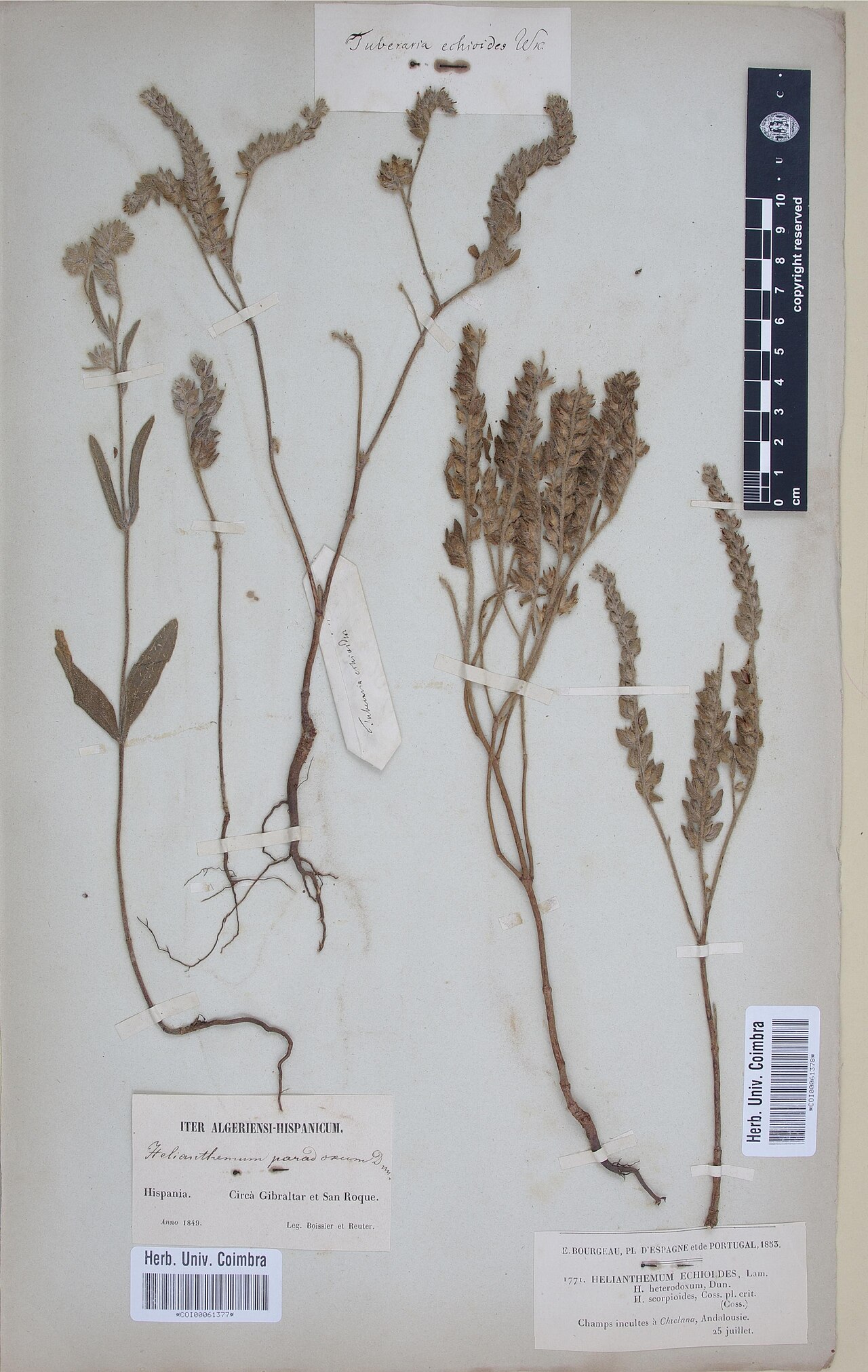 Tuberaria echioides: Photograph of Type of Tuberaria echioides at Herbarium of the University of Coimbra, Portugal (COI). Specimen COI00061378. http://coicatalogue.uc.pt/specimen/CO