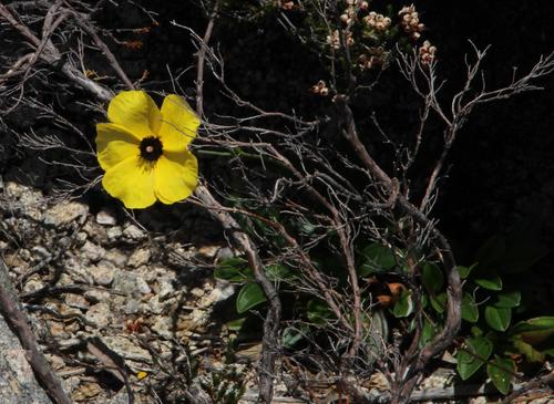Tuberaria globulariifolia (Tuberaria globulariifolia)