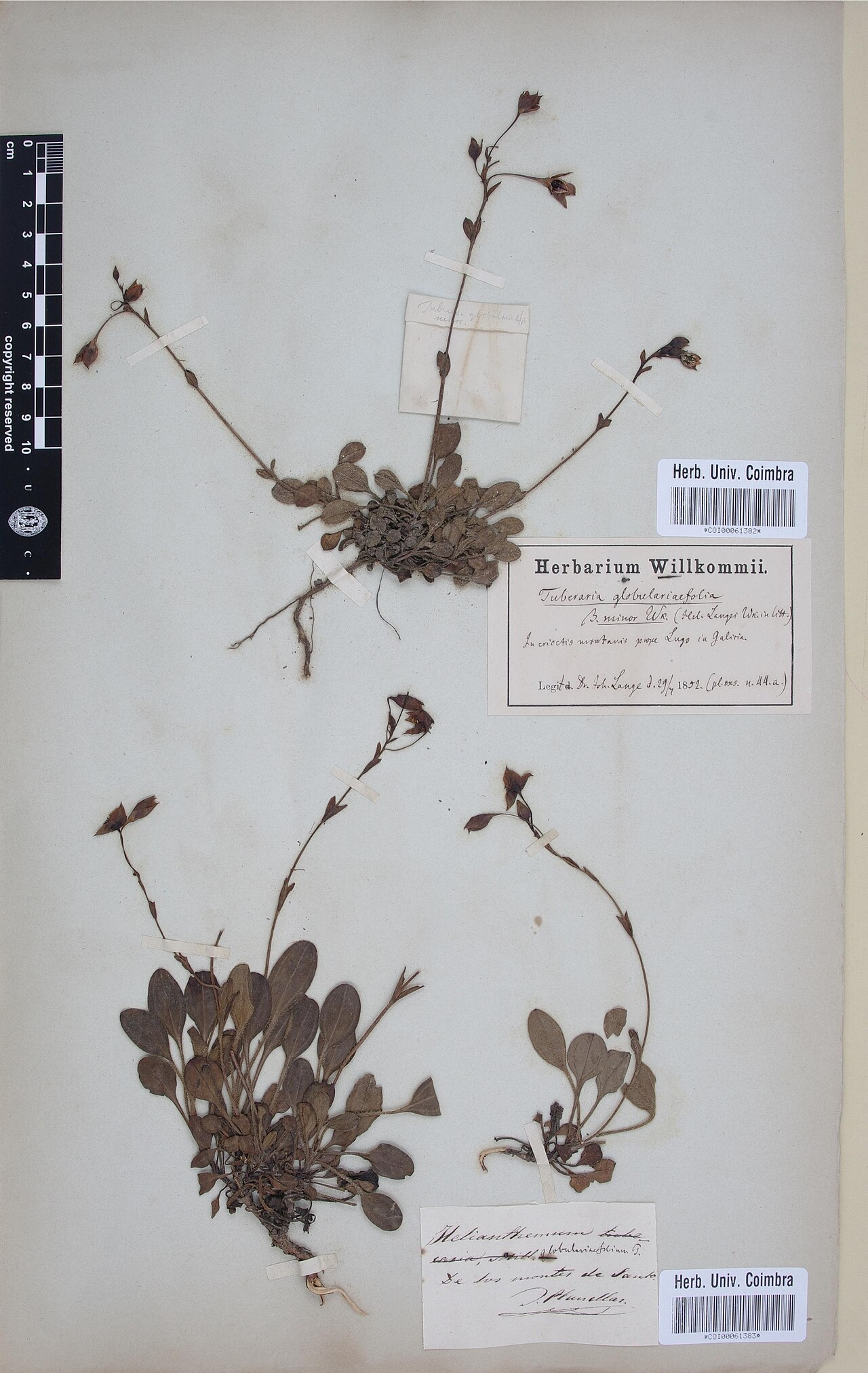 Tuberaria globulariifolia: Photograph of Type of Tuberaria globulariifolia at Herbarium of the University of Coimbra, Portugal (COI). Specimen COI00061383. http://coicatalogue.uc.pt/speci