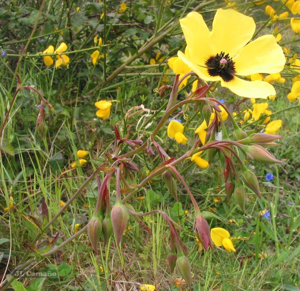 Tuberaria globulariifolia (Tuberaria globulariifolia)