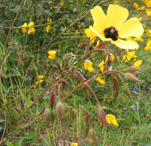 Tuberaria globulariifolia (Tuberaria globulariifolia)