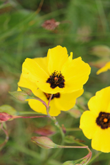 Tuberaria globulariifolia (Tuberaria globulariifolia)