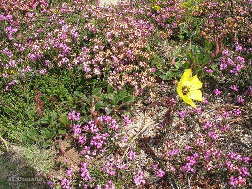 Tuberaria globulariifolia (Tuberaria globulariifolia)