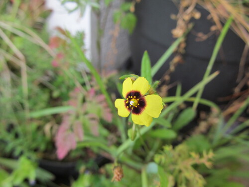 European frostweed (Tuberaria guttata)