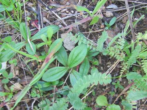 European frostweed (Tuberaria guttata)