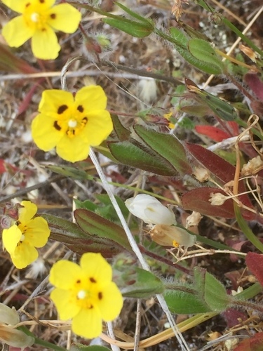 European frostweed (Tuberaria guttata)