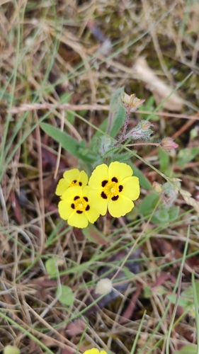 European frostweed (Tuberaria guttata)