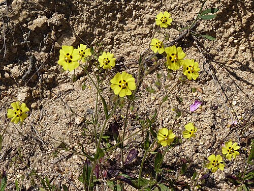 European frostweed: Tuberaria guttata photographié en Corse