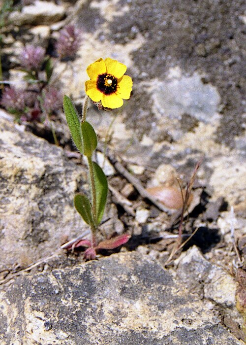 European frostweed: Spotted rockrose in Crete