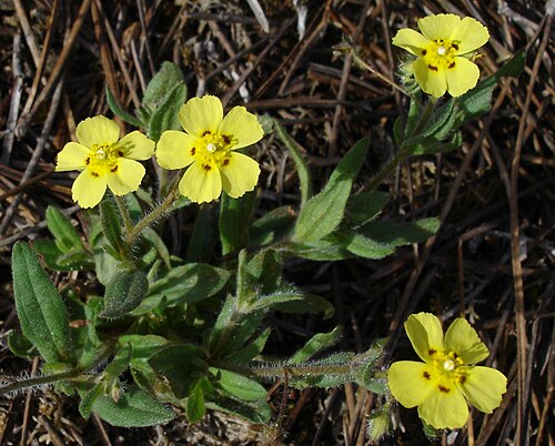 European frostweed (Tuberaria guttata)