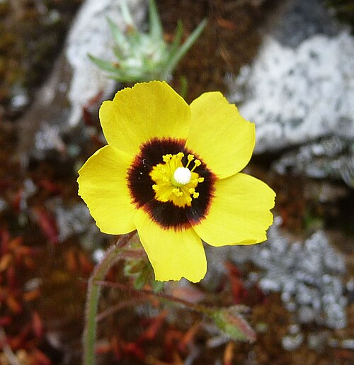 European frostweed: Tuberaria guttata - Spotted rockrose -Annual Rockrose -