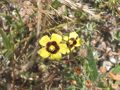 European frostweed (Tuberaria guttata)