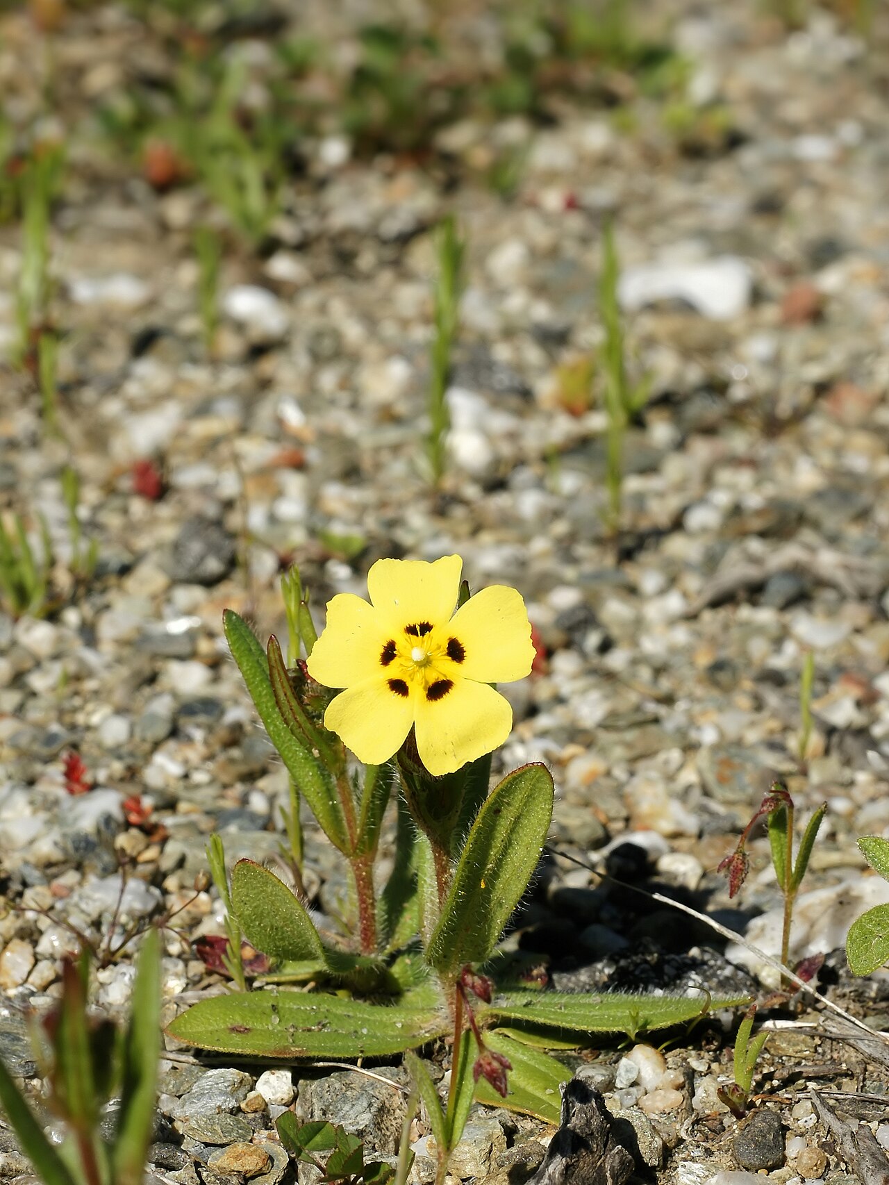 European frostweed: Spotted rockrose, Sardinia, Italy