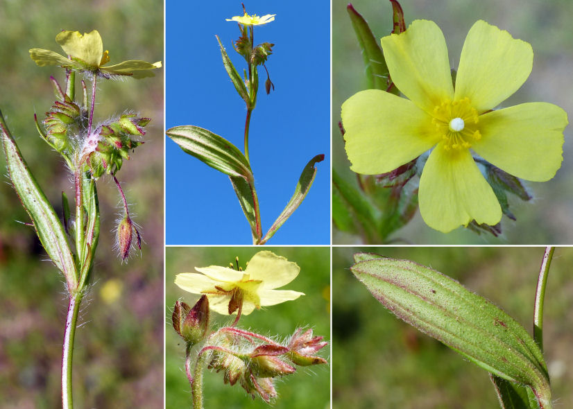 Tuberaria lignosa: Montage of photos of Tuberaria lignosa
