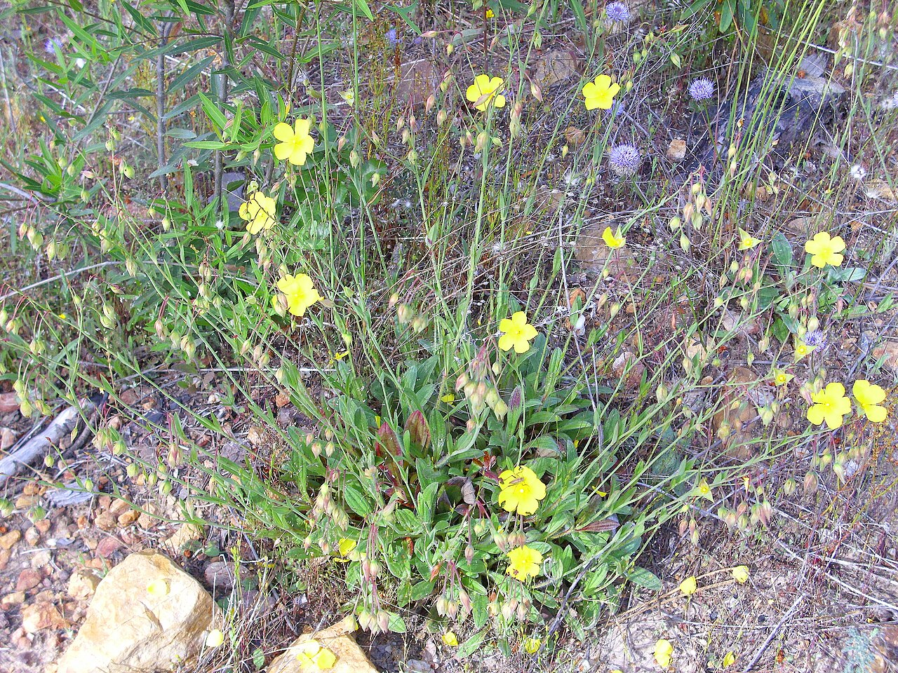 Tuberaria lignosa: Xolantha tuberaria habit, Valderepisa Sierra Madrona , Spain