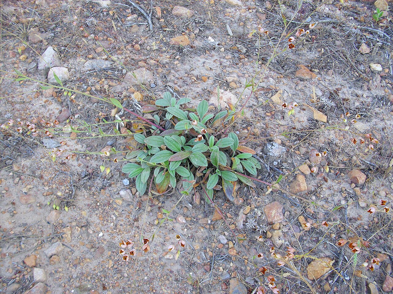 Tuberaria lignosa: Xolantha tuberaria close up, Valderrepisa Sierra Madrona , Spain