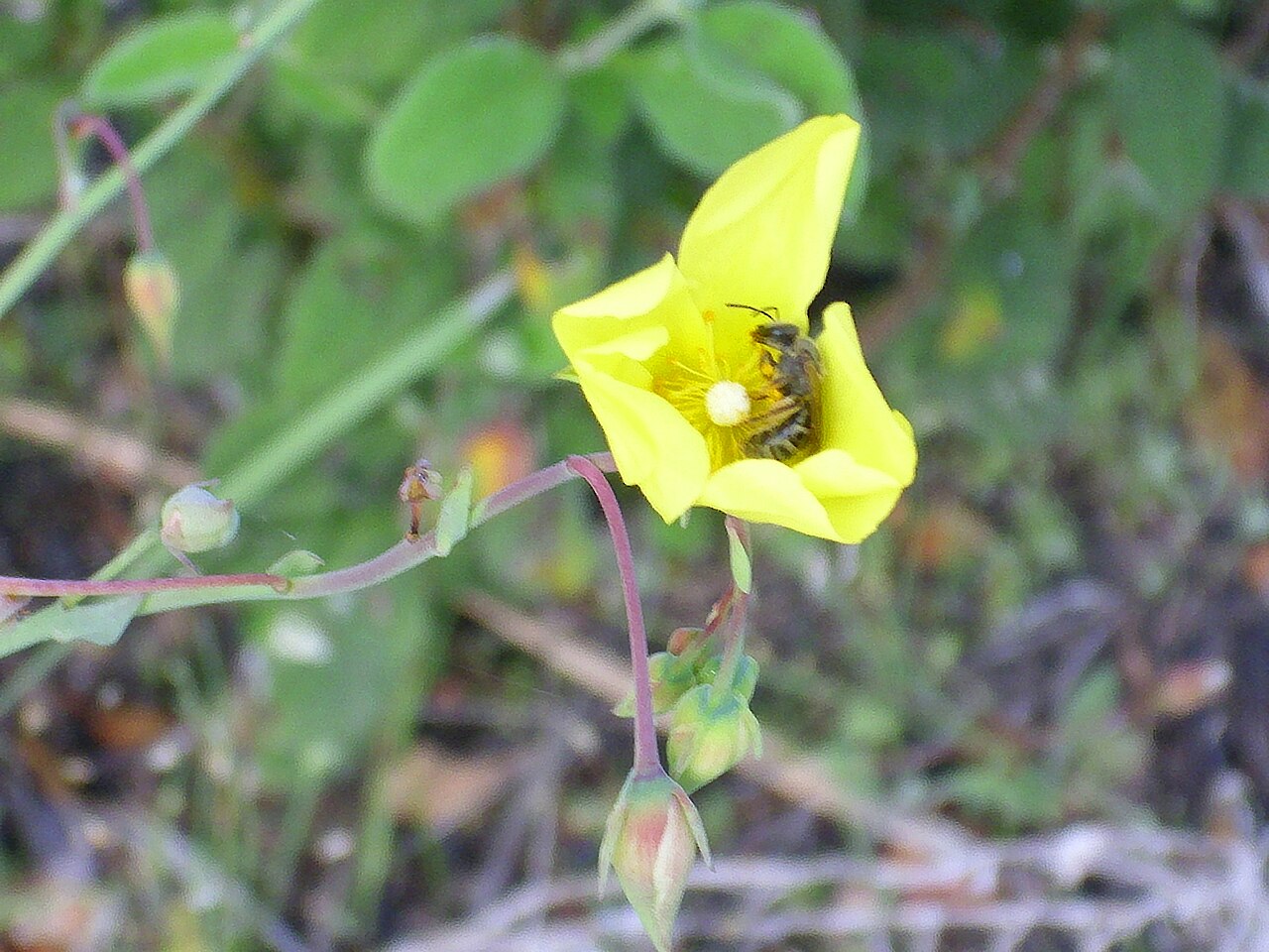 Tuberaria lignosa: Xolantha tuberaria flower, Valderepisa Sierra Madrona , Spain