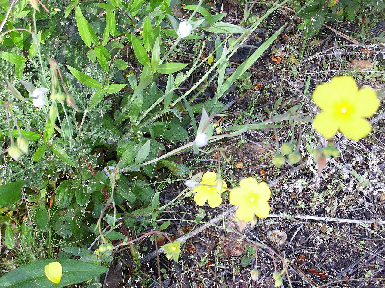 Tuberaria lignosa: Xolantha tuberaria habitat, Valderepisa Sierra Madrona , Spain