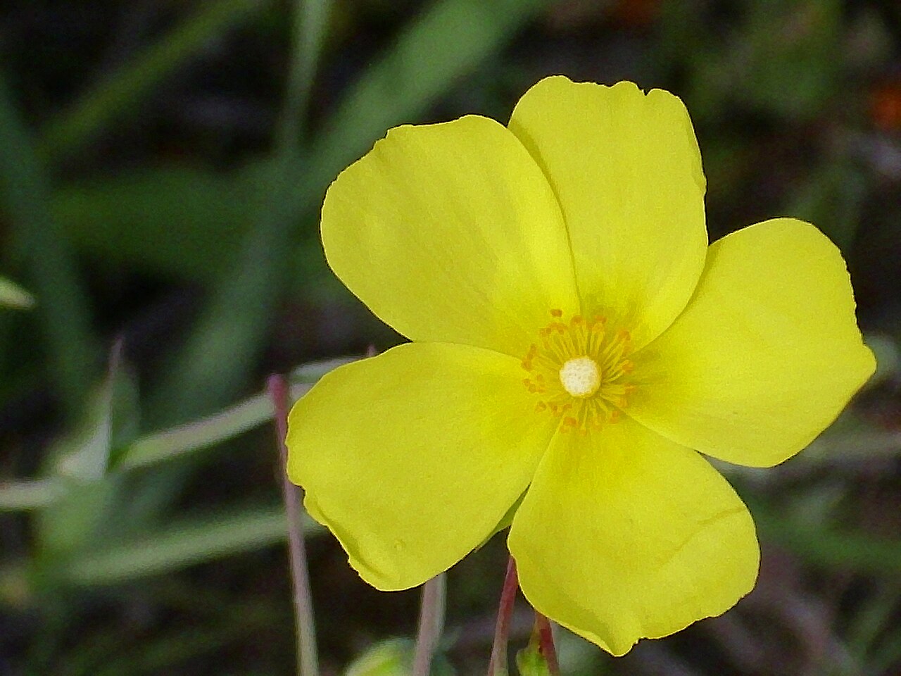 Tuberaria lignosa: Xolantha tuberaria flower, Valderepisa Sierra Madrona , Spain