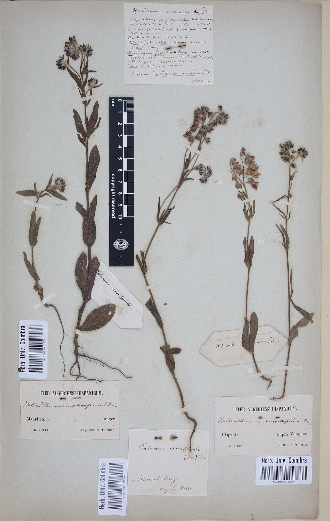 Tuberaria macrosepala: Photograph of Type of Tuberaria macrosepala at Herbarium of the University of Coimbra, Portugal (COI). Specimen COI00061389. http://coicatalogue.uc.pt/specimen/